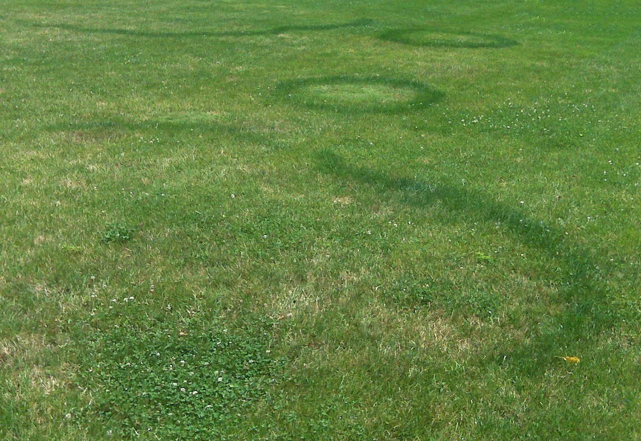 i-found-a-fairy-ring-mycology